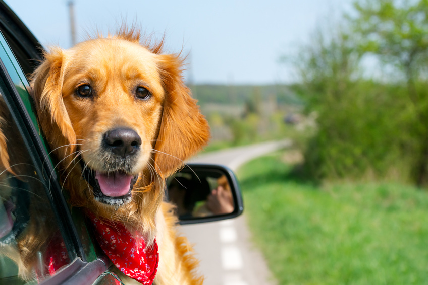 Golden Retriever schaut aus dem Autofenster